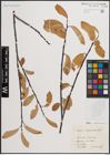 Foto von Salix daphnoides Vill.
